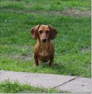 Canina