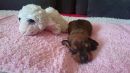 Mini Maus Charlie