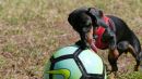 wo will denn die kleine Diba mit dem grossen Ball hin....