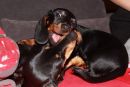 Ed und Puppi
