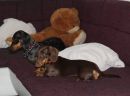 Elli und Bambina